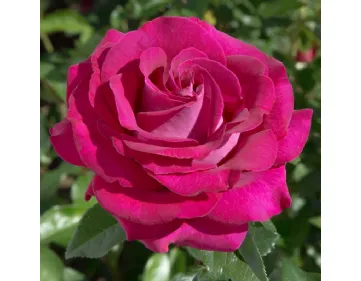 Rose Belles Rives® Meizolnil