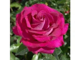 Rose Belles Rives® Meizolnil