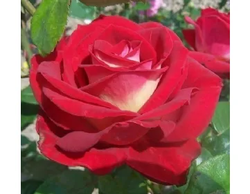 Rose Bicolette 