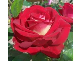 Rose Bicolette 