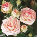 Rose Biedermeier Garden