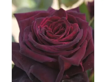 Rosa Black Baccara