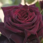 Rosa Black Baccara