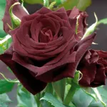 Rosa Black Baccara