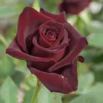 Rosa Black Baccara