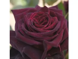 Rosa Black Baccara