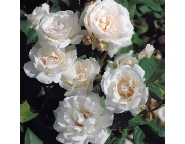 Rose Blanc Queen Elisabeth