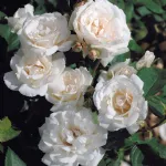 Rose Blanc Queen Elisabeth