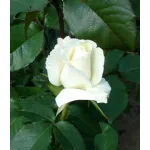 Rose Blanc Queen Elisabeth