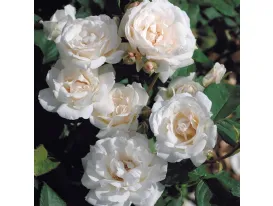 Rose Blanc Queen Elisabeth