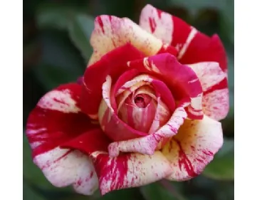 Rose Brocelliande® Adaterhuit