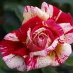 Rose Brocelliande® Adaterhuit