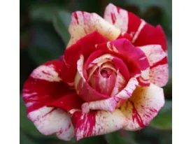 Rose Brocelliande® Adaterhuit