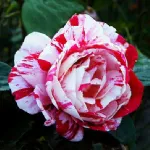 Rosa Candy Stripe