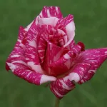 Rosa Candy Stripe