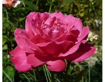 Rosa Caprice De Meilland