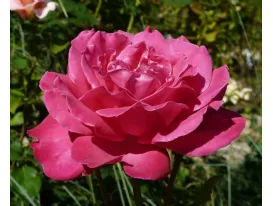 Rosa Caprice De Meilland