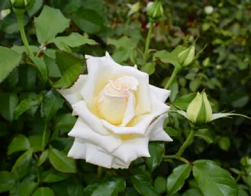 Rosa Caroline de Monaco