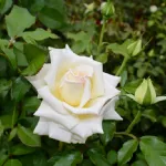 Rosa Caroline de Monaco