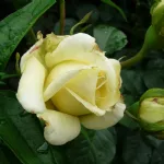 Rosa Caroline de Monaco