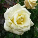 Rosa Caroline de Monaco