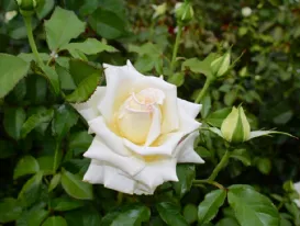 Rosa Caroline de Monaco