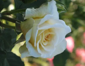 Rosa Comtessa