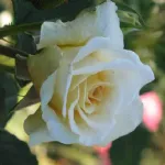 Rosa Comtessa