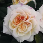 Rosa Comtessa