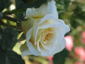 Rosa Comtessa