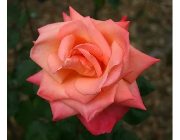 Rosa Cristoforo Colombo