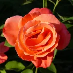 Rosa Cristoforo Colombo