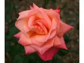 Rosa Cristoforo Colombo