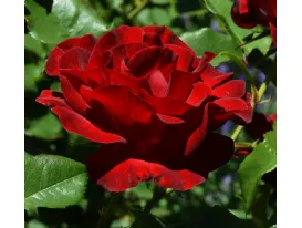 Rosa Dame de Coeur