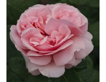 Rosa Donatella