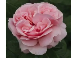 Rosa Donatella