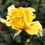 Rosa Duftgold