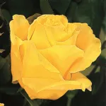 Rosa Duftgold