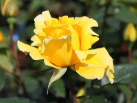 Rosa Duftgold