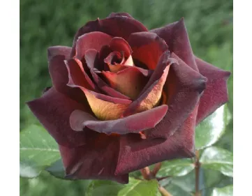 Rosa Eddy Mitchell Balck Gold