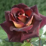 Rosa Eddy Mitchell Balck Gold