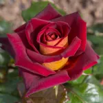 Rosa Eddy Mitchell Balck Gold