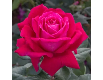 Elegance Français – Sweet Spirit ® MEIthatie 