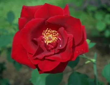 Rosa Etoile de Hollande