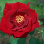 Rosa Etoile de Hollande