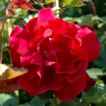 Rosa Etoile de Hollande