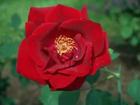 Rosa Etoile de Hollande