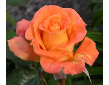 Rosa Flora Danica