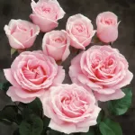 Rosa Frederic Mistral