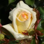 Rosa Golden Tower